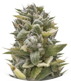 OG Kush Auto fem (Humboldt Seeds)