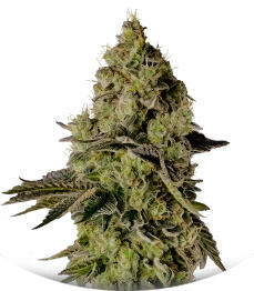 Peach Cake by Cookies fem (Silent Seeds)