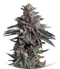 Zillions fem (Barney's Farm)