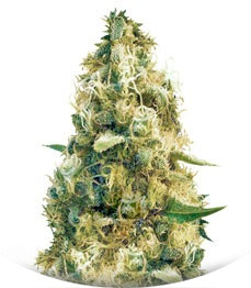 Cheesy Mist Tree (Wheelchair Cheese) fem (KFC Seeds)
