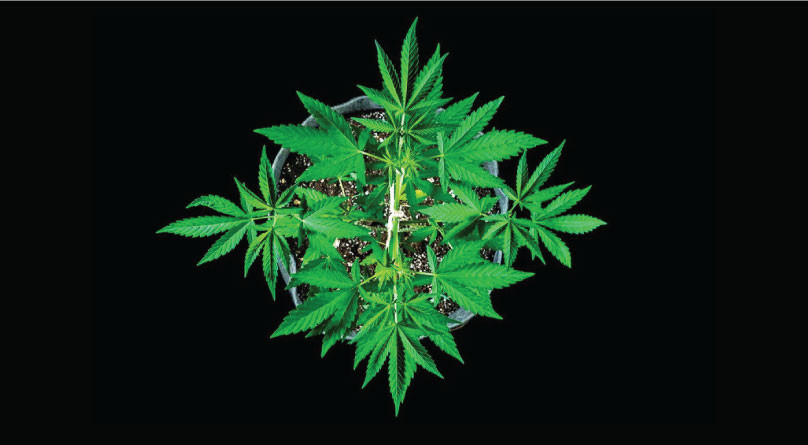 Макро и микроэлементы для конопли