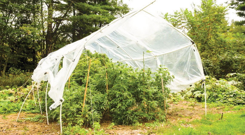 Как уберечь коноплю от непогоды в аутдоре