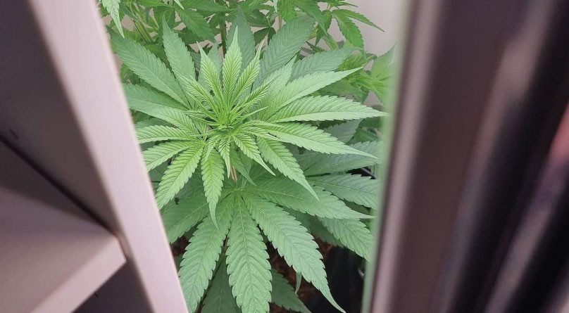 Выращивание в гроубоксе