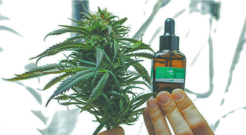 Применение медицинской марихуаны