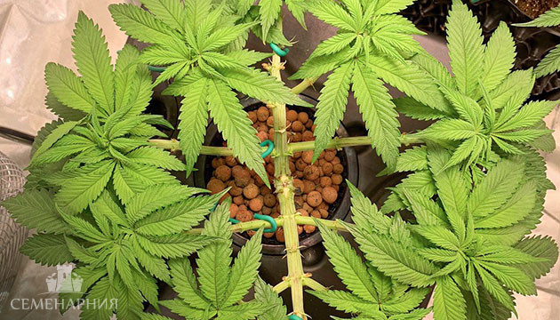 Подробнее о Мейн-лининге