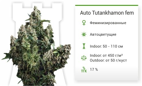 Auto Tutankhamon от Pyramid Seeds