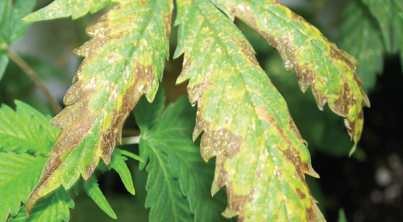 Ожоги на листьях конопли Лист конопли после ожога