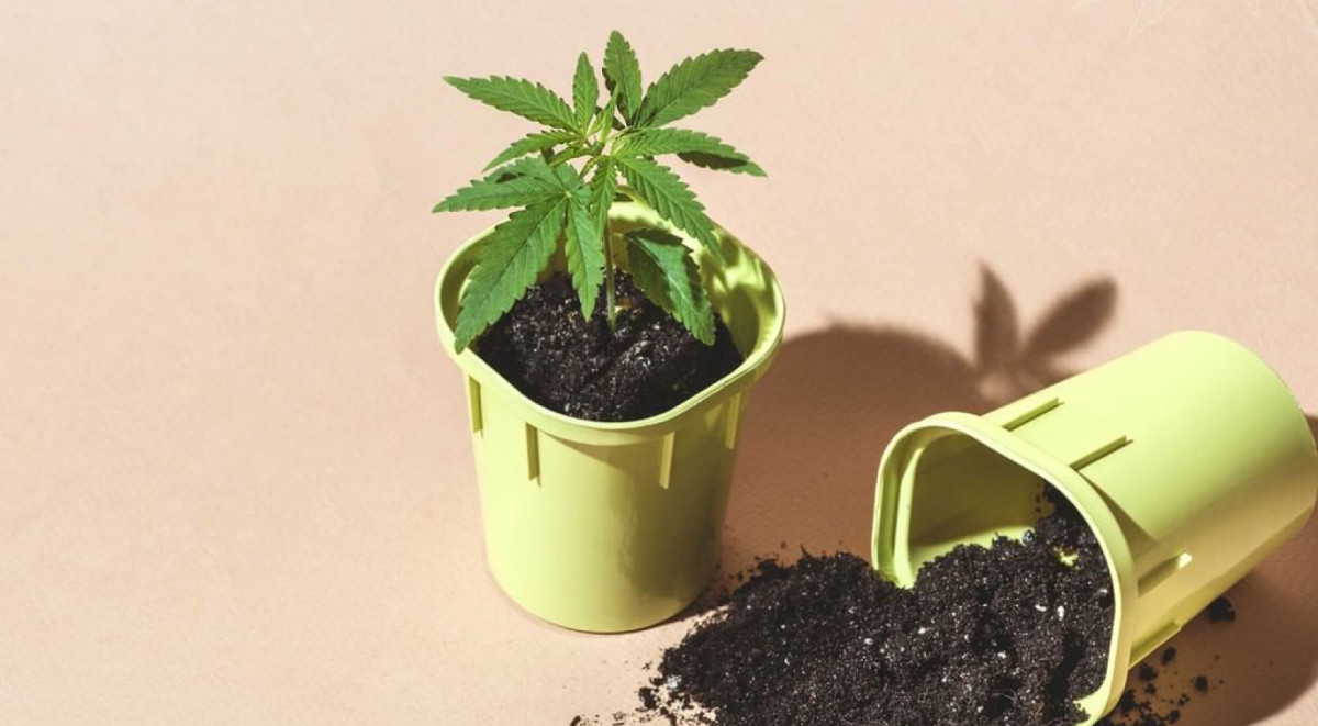 Для чего нужна пересадка конопли
