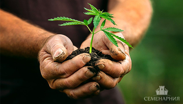 Грунт для марихуаны