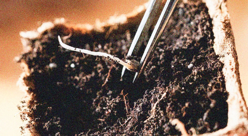 Высаживаем проросшие семена каннабиса