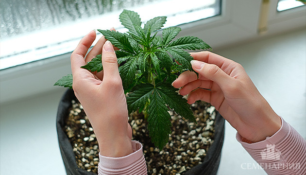 Выращивание в индоре