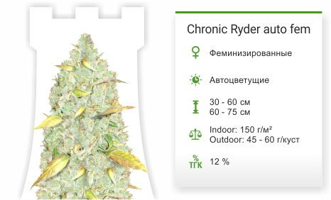 Chronic Ryder auto от Doctor’s Choiсe