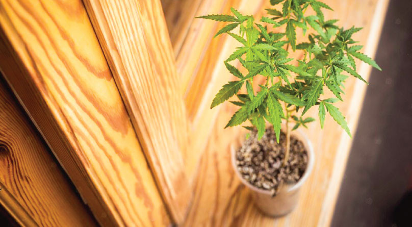 Выращивание каннабиса на подоконнике