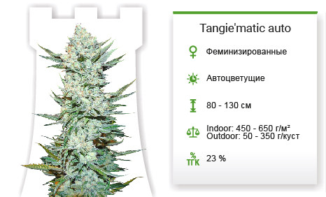 Tangie’matic от FastBuds